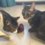 BUFFER® Kurmalı Kedi Eğitim Oyuncağı Tüylü Peluş Fare Yakalama İnteraktif Sevimli Eğlenceli Oyuncak - Görsel 5
