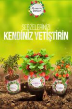 BUFFER® Konserve Bahçem Evde Konservede Dereotu Yetiştirme Kiti Aparatı - Görsel 3