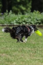BUFFER® Hem  Eğitici Ve Hem Eğlenceli Yuvarlak Hafif Ağırlıklı Köpek Frizbi Oyuncağı - Görsel 8