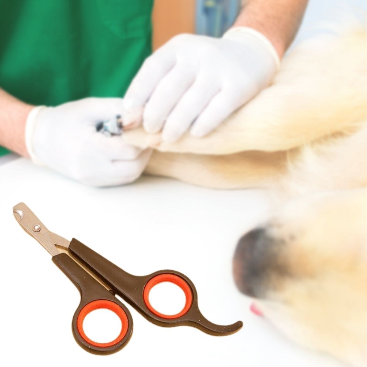 Buffer Küçük Çelik Uçlu Kedi Köpek Evcil Hayvan Tırnak Makası Pati Bakım Aleti Ergonomik Kaymaz Sap Buffer Küçük Çelik Uçlu Kedi Köpek Evcil Hayvan Tırnak Makası Pati Bakım Aleti Ergonomik Kaymaz Sap