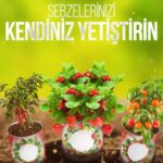 BUFFER® Konserve Bahçem Evde Konservede Fındık Turp Yetiştirme Kiti - Görsel 5