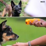 BUFFER® Ultrasonik Köpeksavar Köpek Kovucu Köpek Kornası Eğitim Cihazı - Görsel 3