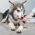 BUFFER® Taşınabilir Evcil Hayvan Suluğu Seyahat Kabı Kilitlenebilen Su Sızdırmaz Kap 350 ml - Görsel 2