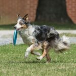 BUFFER® Hem  Eğitici Ve Hem Eğlenceli Yuvarlak Hafif Ağırlıklı Köpek Frizbi Oyuncağı - Görsel 3