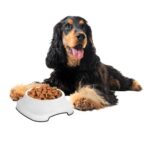 BUFFER® Silikon Kaydırmaz Taban Plastik Kedi ve Köpek Mama ve Su Kabı 2 L - Görsel 2