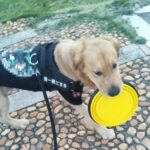 BUFFER® Katlanabilir Kedi Köpek Mama ve Su Kabı Köpek Oyuncağı - Görsel 6