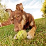 BUFFER®  3lü Renkli Desenli Tenis Topu Kedi Köpek Oyuncağı - Görsel 7